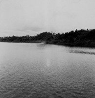 Rio Negro e mata em Manaus (AM)