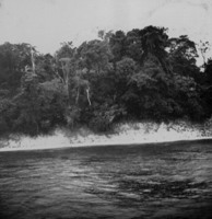 Detalhe de mata e raízes derrubadas no Rio Negro, Manaus (AM)
