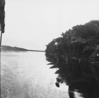 Rio Negro, aspecto da mata (AM)