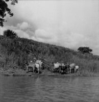 Fazenda Boa Esperança, vendo-se o gado pastando e o Rio Amazonas, Manaus (AM)