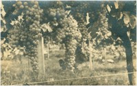 Produção de uva : Caxias do Sul, RS