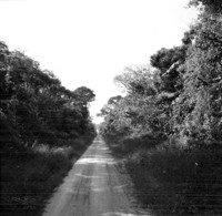 Capoeirão com tabocal no caminho entre Quinari e a Transamazônica (AC)