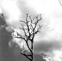 Esqueleto da copa de uma árvore entre Quinari a Transamazônica (AC)