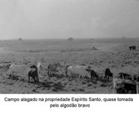Campo alagado na fazenda Espírito Santo tomada pelo algodão bravo no Amapá (AP)
