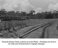 Fazenda Campo Verde, próximo ao porto Planton com hortaliças em terreno de mata com terracionamento e irrigação em Macapá (AP)