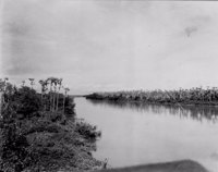 Carnaubal na margem do Rio Banabuiú em Limoeiro do Norte (CE)