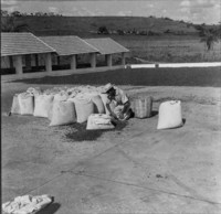 Café em sacos na fazenda Campo Limpo (MG)