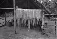 Secagem de fibras de malva na região Bragantina