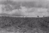 Plantação de abacaxi no Lugarejo de Umari em Bananeira (PB)