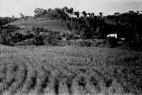 Plantação do Engenho Saburá na Paraíba