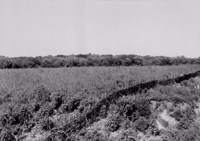 Plantação de algodão perene na caatinga em Custódia (PE)