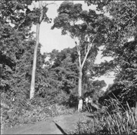 Detalhe da floresta tropical (peroba) no município de Jacarezinho (PR)