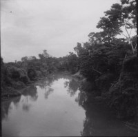 Rio Congonhas, vendo-se à margem, vestígios da floresta tropical. Direção geral W. Sertaneja, cultura de Rami : Município de Rancho Alegre (PR(