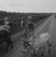 Vaqueiros e boiada na estrada de Jaguapitã (PR)