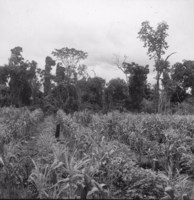 Detalhe das fileiras de algodão e de milho da foto 9722 (1º estágio) : município de Tamboara (PR)