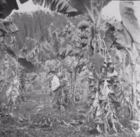 Banana : combate ao Mal de Sigatoka (RJ)
