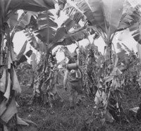 Banana : combate ao Mal de Sigatoka (RJ)
