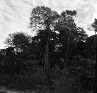 Castanheira desfolhada de 38ms. de altura e 1,60ms de diâmetro no seringal Estrela perto da divisa Acre-Rondônia (RO)