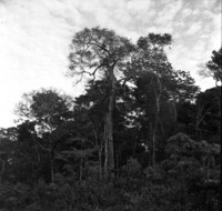 Castanheira desfolhada de 38ms de altura e 1,60 de diâmetro no seringal Estrela perto da divisa Acre-Rondônia (RO)