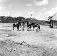 Burros que transportam o minério para a sede do garimpo de Rondônia (RO)