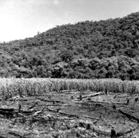 Linha Flôr da Serra : queimada recente, plantação de fumo e batatinha (SC)