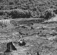 Linha Flôr da Serra : queimada recente, plantação de fumo e batatinha (SC)