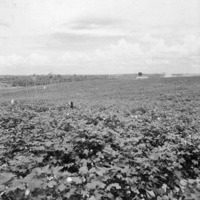 Cultura de algodão em solos arenosos : município de Ribeirão dos Índios (SP)