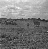 Capim grama : sítio desmembrado de antiga fazenda (SP)