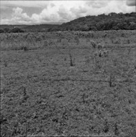 Relevo e vegetação em Ituverava (SP)