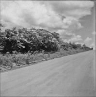 Mimosoide à beira da estrada perto Barretos (SP)