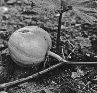 Clube agrícola : detalhe de uma abóbora, 1960 (SP)