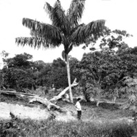 Palmeira Bacaba. Companhia Brasileira de Plantações : Manaus (AM)