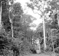 Castanheira plantada na Cia. Brasileira de Plantações em Manaus (AM)