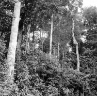 Castanheira plantada na Cia. Brasileira de Plantações em Manaus (AM)