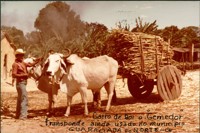 Carro de boi : Guaraciaba do Norte, CE