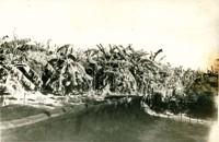 Plantação de banana : Limoeiro do Norte, CE