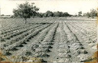 Plantação de mandioca : Limoeiro do Norte, CE