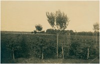 Plantação de framboesas : São José dos Pinhais, PR