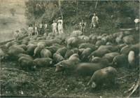 Criação de porcos : Chapecó, SC