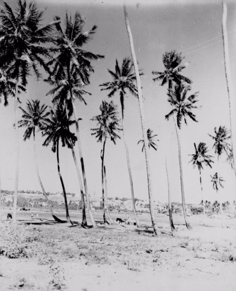 Coqueiros na Praia do Francês em Marechal Deodoro (AL) - jan. 1952