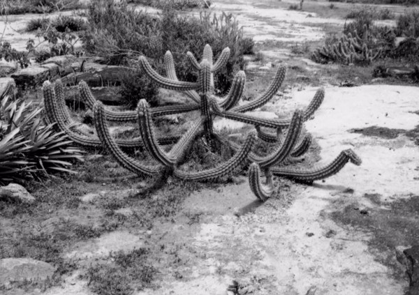 Xique - xique e caatinga : Município de Itatim - 1957