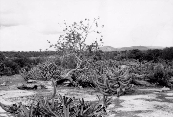 Caatinga em Itatim (BA) - 1957