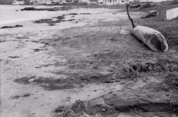Aspecto das areias monazíticas nas praias de Irirituba - M. de Anchieta (ES) - 1958