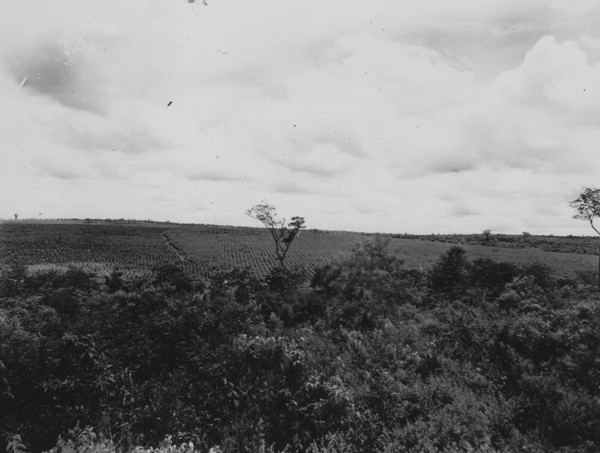 Vista das plantações de café da Fazenda Oscarina (MS) - 1952