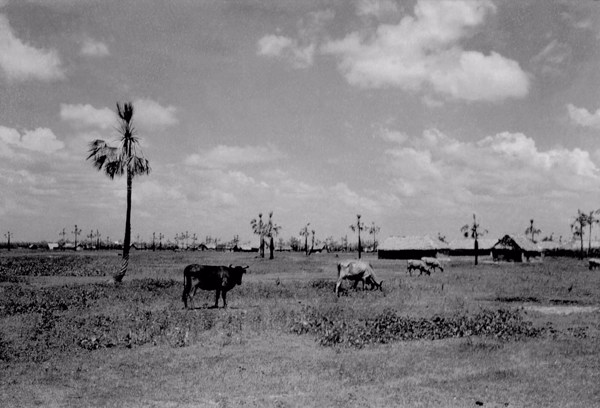 Vegetação em Altos (PI) - 1957