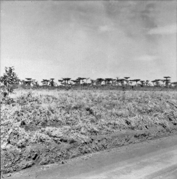Taperal de Araucária : Campo Mourão (PR) - 1957