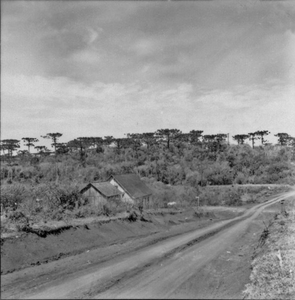 Mata de Araucária : Campo Mourão (PR) - 1957