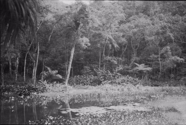 Aspecto da floresta do Alto da Boa Vista (RJ) - 1955