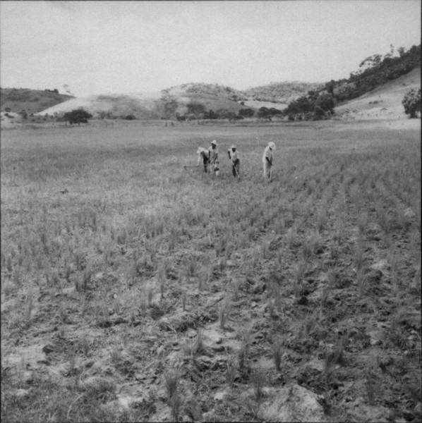 Várzea com arroz, vendo-se os homens limpando o terreno 150 ms. : Município de São Sebastião do Alto (RJ) - 1957
