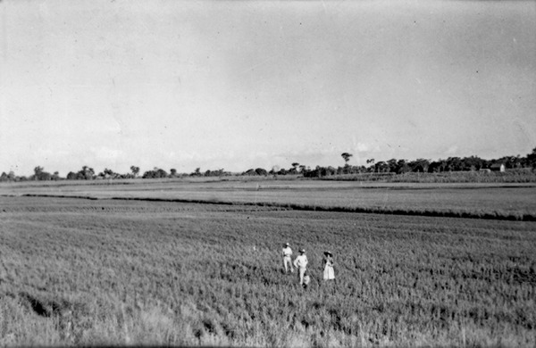 Plantação de arroz em São Miguel das Missões (RS) - 1954